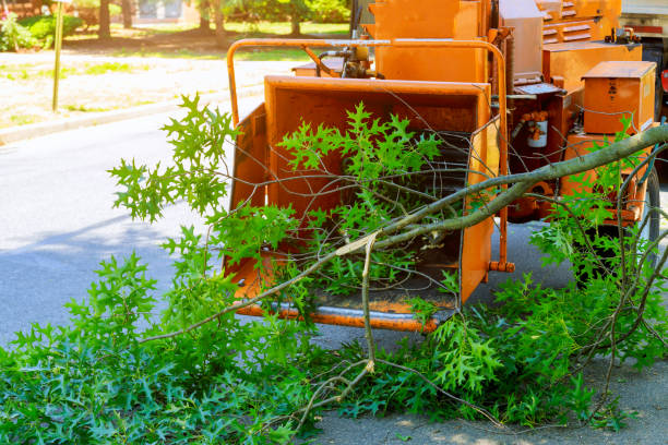 Tree Branch Trimming in Saxon, SC